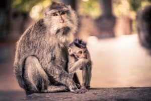 Monkeys in Bali Pixabay