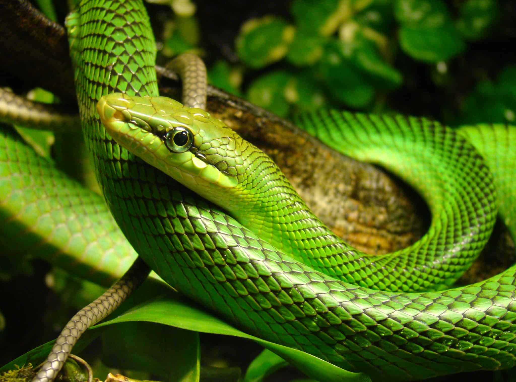 Home - Balipedia