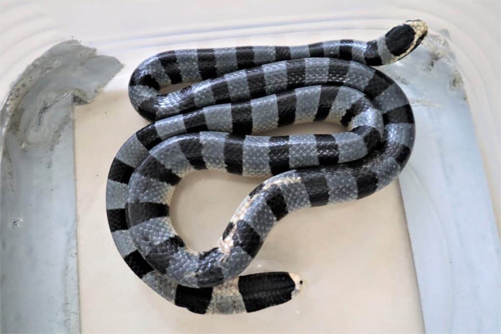 The Snakes of Bali 7 Snakes to Know + What to Do