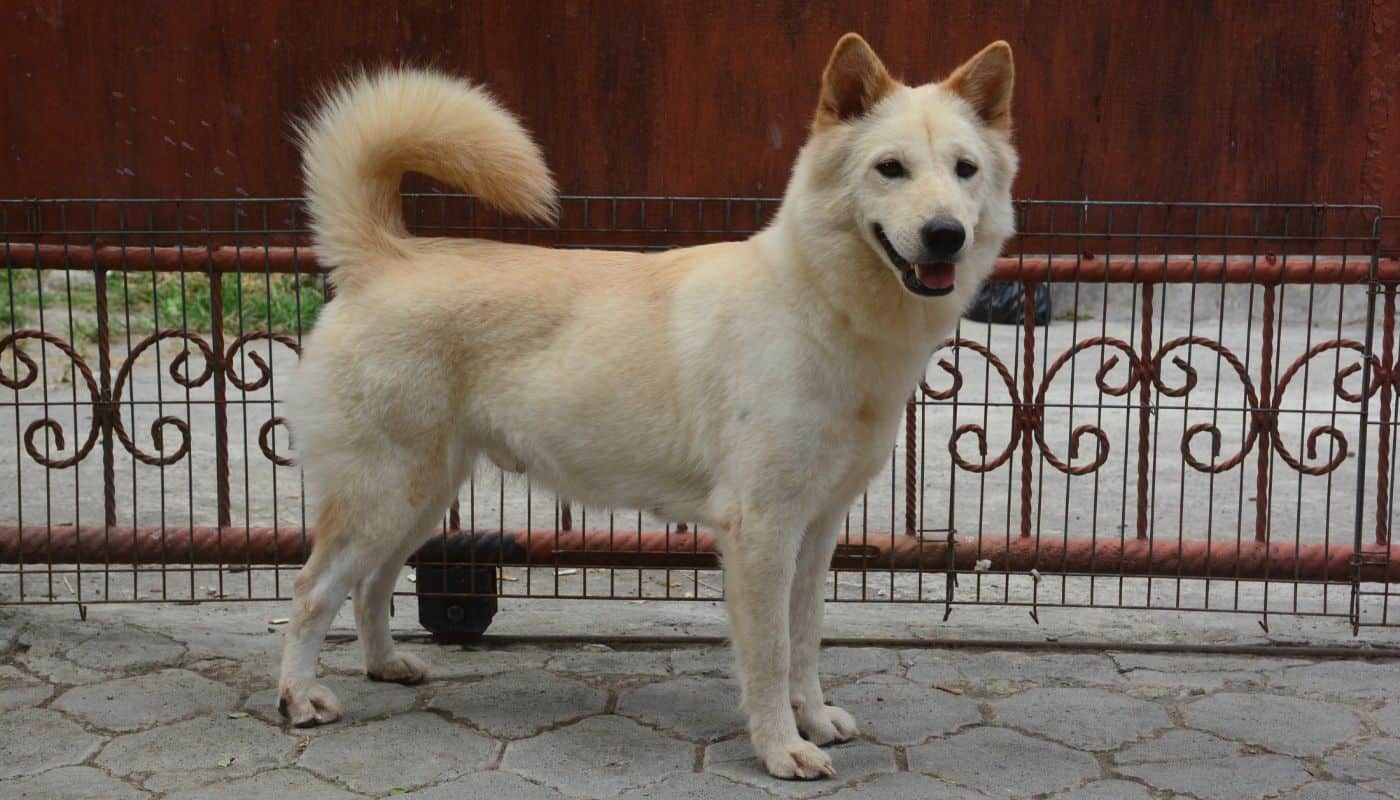 kintamani dog